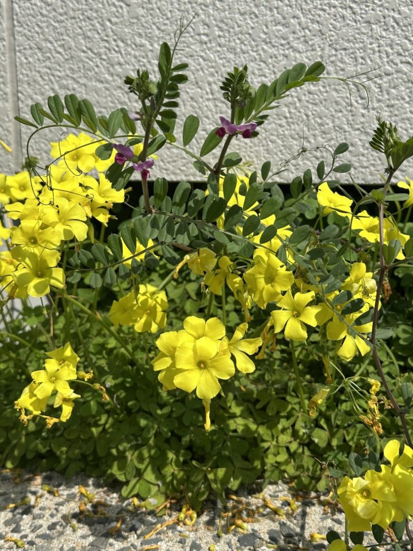 毎年可愛く咲いてくれる事務所建物脇のオオキバナカタバミは今年も咲いてくれてます