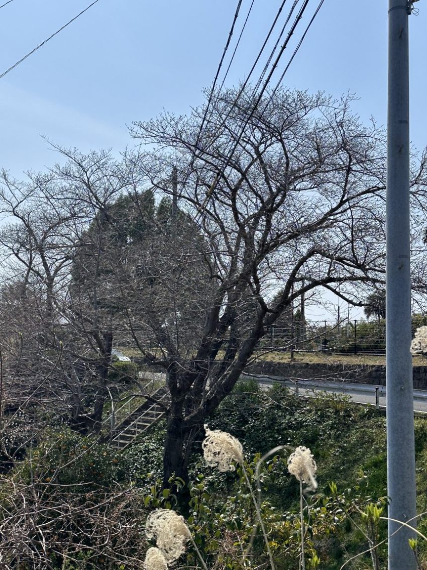2026年3月26日木曜6日前はまったく桜が開花する様子がなかった桜の木