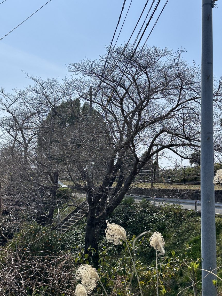 2026年3月26日木曜6日前はまったく桜が開花する様子がなかった桜の木