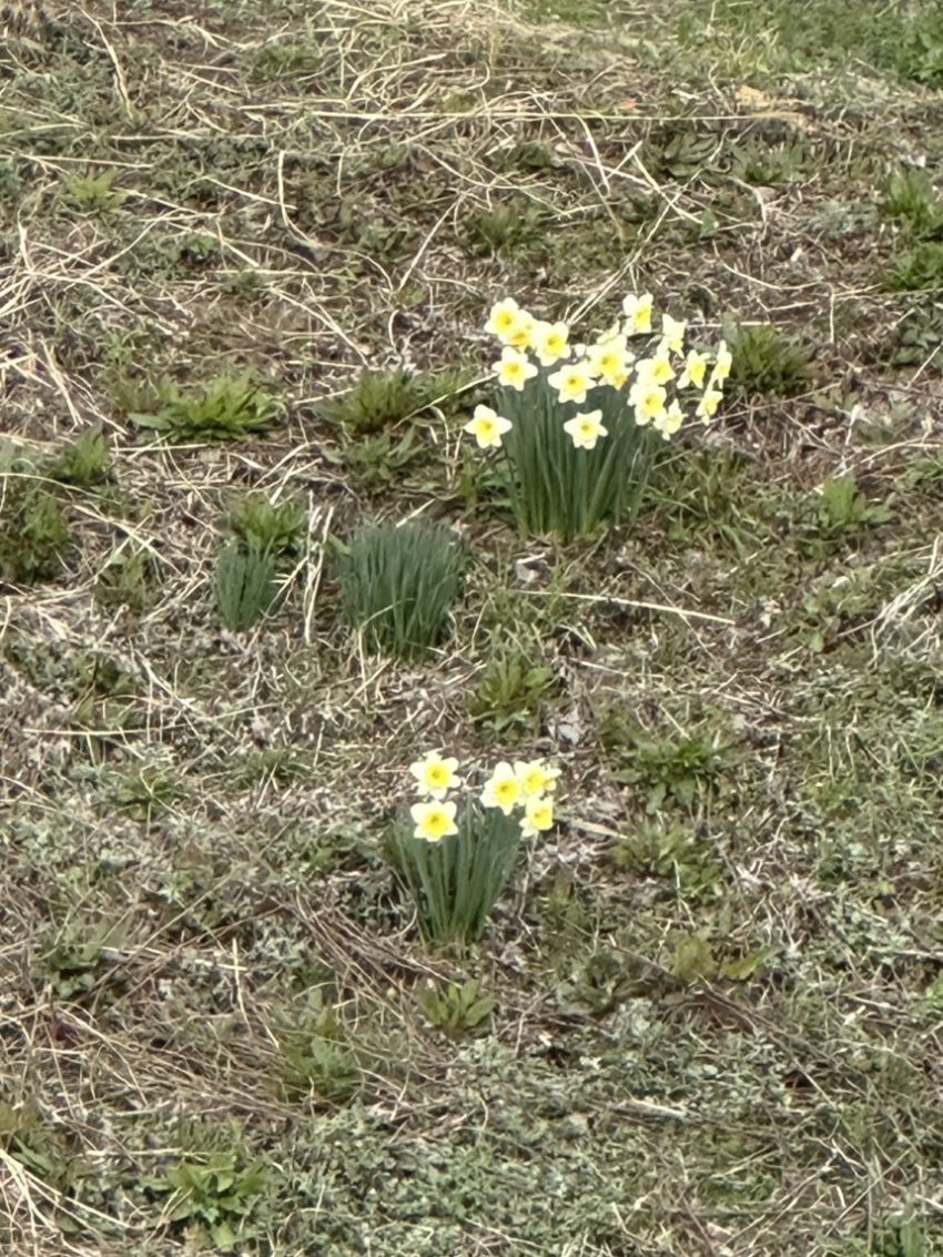 2026年3月上旬、自宅近くの土手に毎年さくスイセン