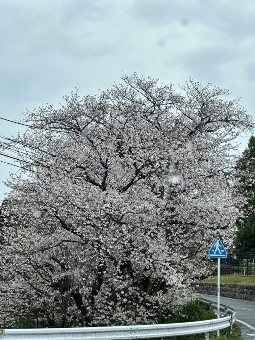 急に満開になった桜、雨の中残念ながら車内からの撮影