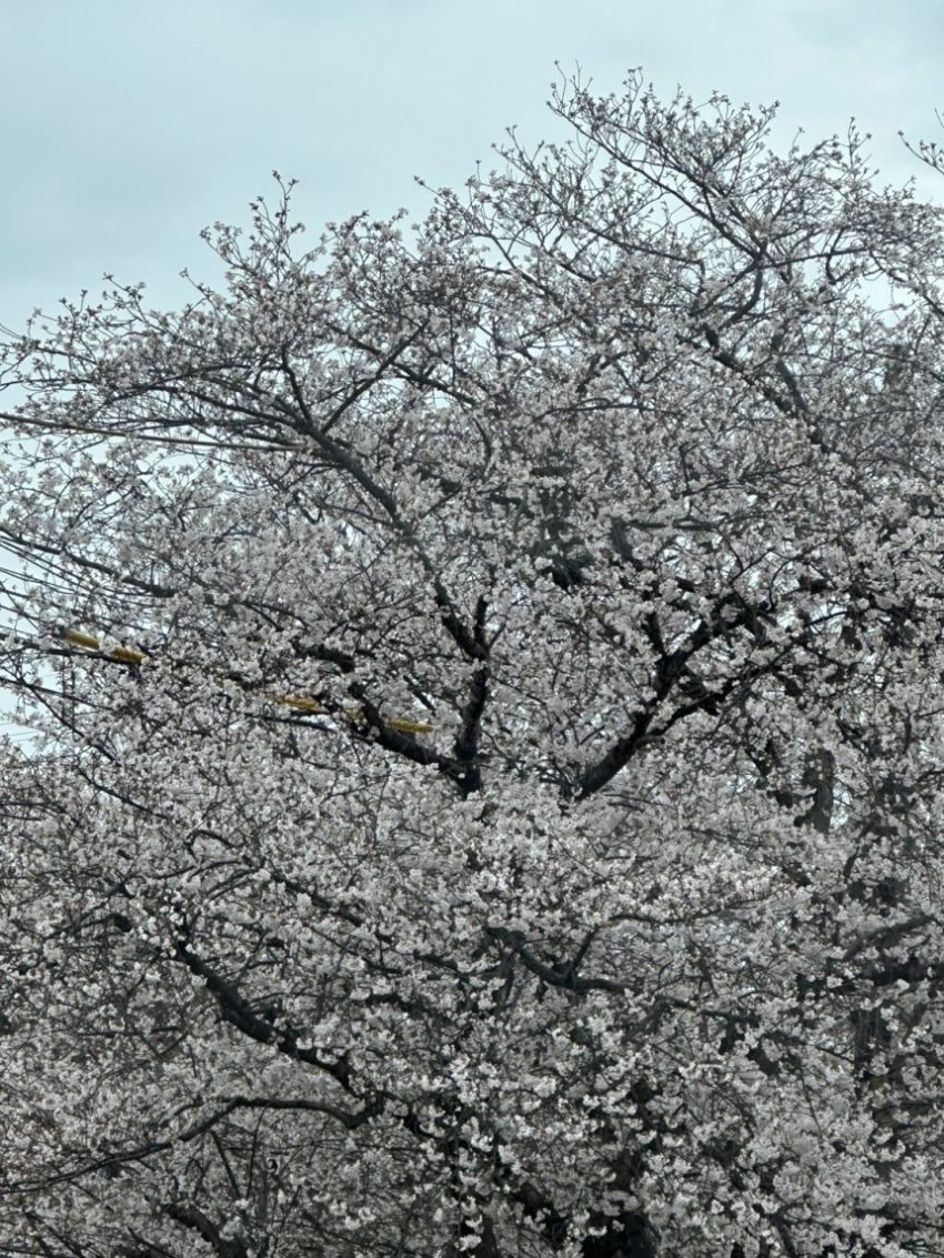 桜を少しだけズームして撮影